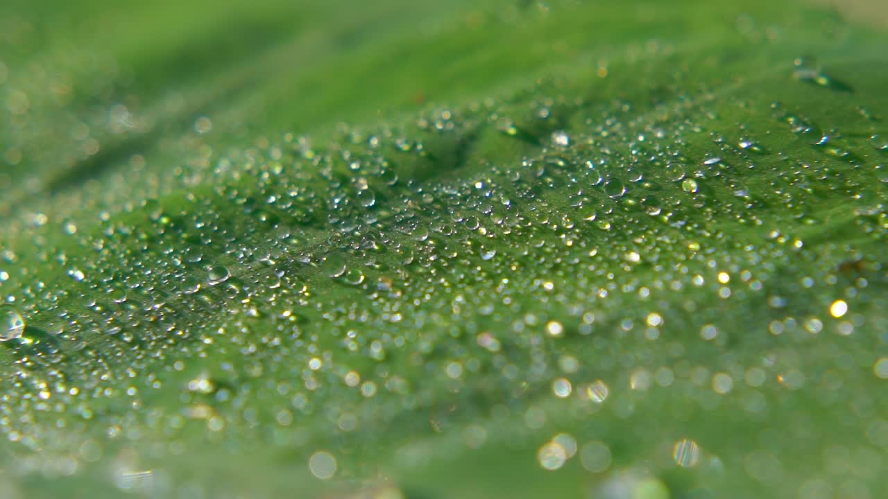 el rocío de la mañana cayó sobre la hoja