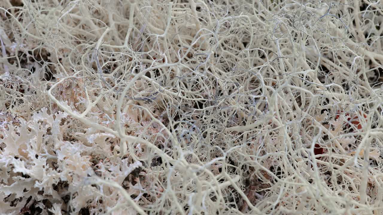 арктическая тундра, прекрасная природа, норвежский природный ландшафт.