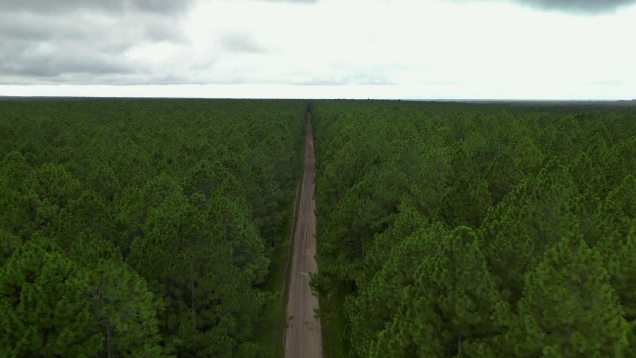 소나무 숲 농장을 가로질러 오래된 을 는 경로를 따라