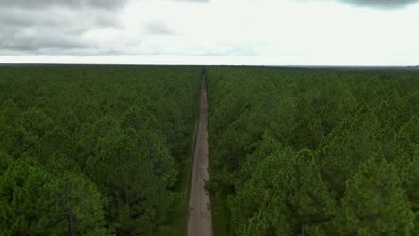 Siguiendo-Un-Antiguo-Camino-Forestal-De-Tierra-A-Través-De-Una-Plantación-De-Bosques-De-Pinos