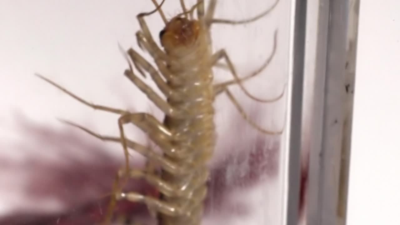 Arthropod Anatomy: Close-up of a Centipede's Segmented Body