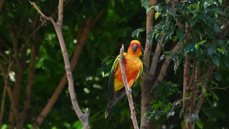 sun conure or sun parakeet chewing the tip of the branch and then climbs up to perch and chirps, aratinga solstitiali, south america