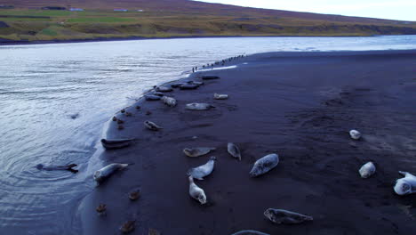 wild seals resting on volcanic beach in remote iceland