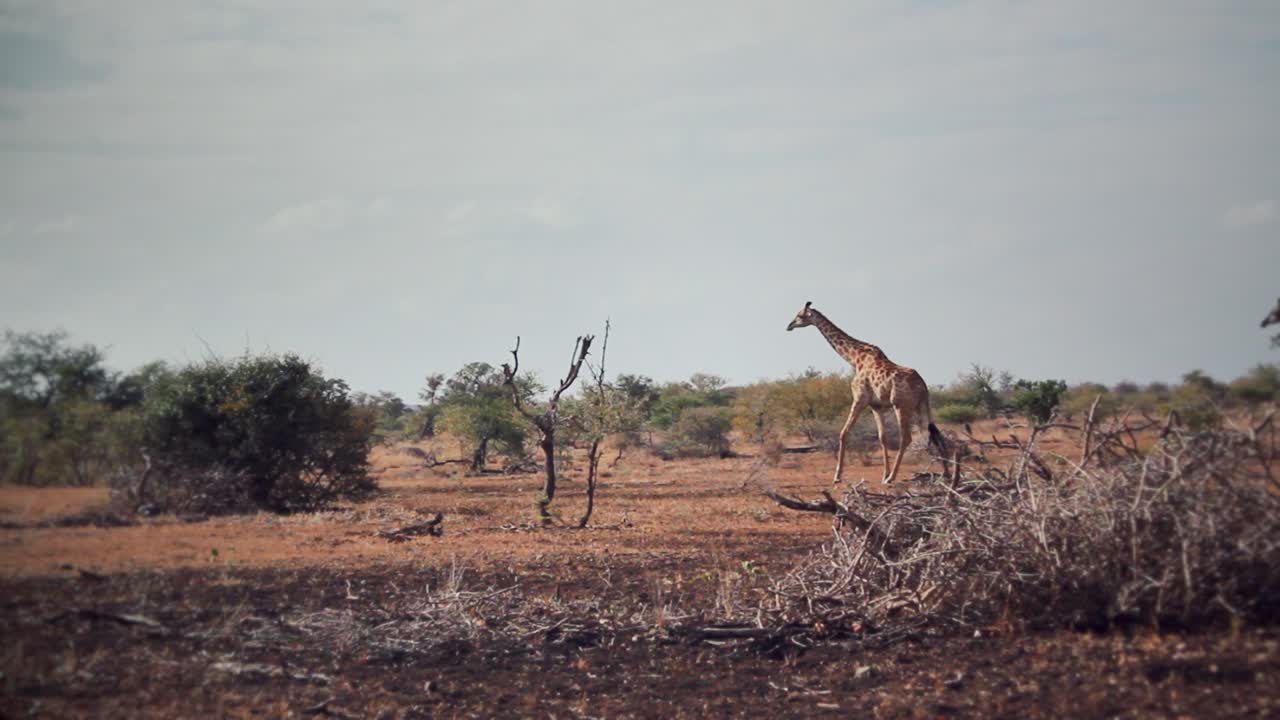 아프리카에서 자유롭게 걷는 기린 무리