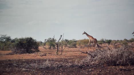 a-group-of-giraffes-walking-freely-in-Africa