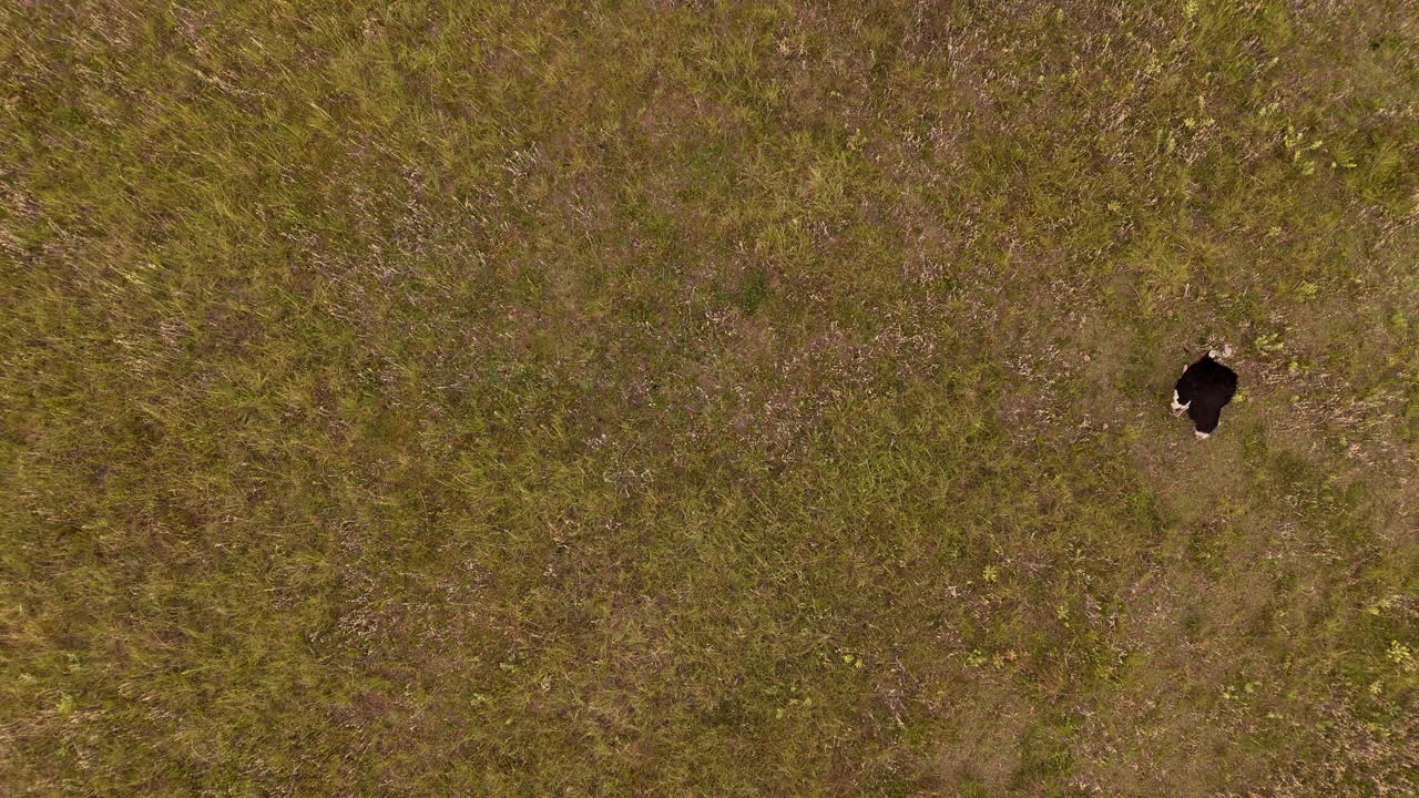 Riprese aeree dall'alto di uno struzzo solitario che si muove attraverso un paesaggio naturale.