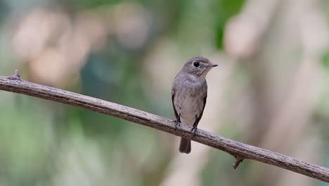 El-Papamoscas-Marrón-Asiático-Es-Un-Pequeño-Pájaro-Paseriforme-Que-Se-Reproduce-En-Japón,-Himalaya-Y-Siberia