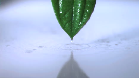 Rain-on-a-leaf-in-super-slow-motion