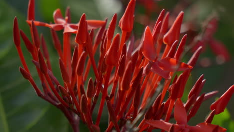 hermosa vista de cerca de la flor de pico rojo