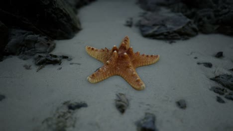 Starfish-on-sandy-beach-at-sunset