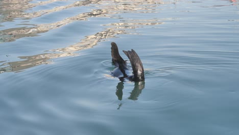 Lobo-Marino-Perezoso-Flotando-En-El-Agua