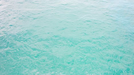 Bottlenose-Dolphins-In-Scenic-Seascape-Of-New-South-Wales-Near-Fingal-Headland-In-Australia---aerial-shot