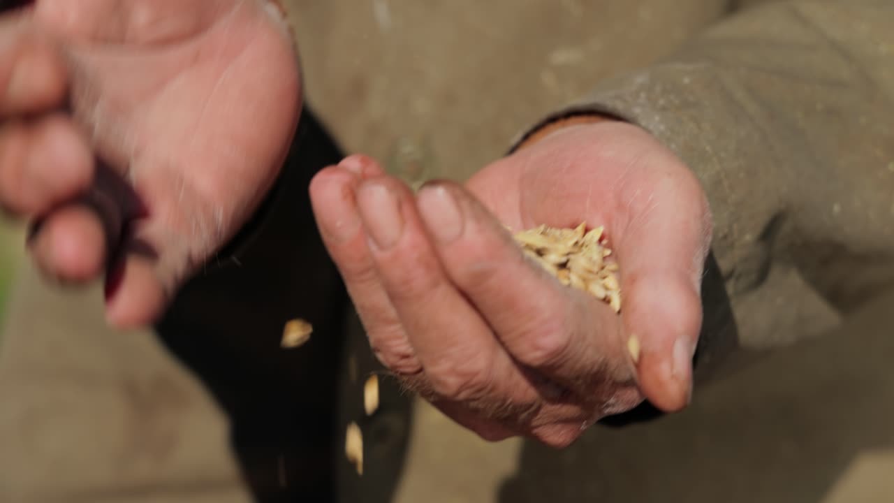 농부가 손으로 작물을 점검하고 익은 밀 씨 ⁇ 을 들고 있습니다.