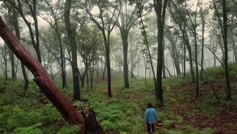 Vista-Aérea-Del-Bosque-De-Niebla-Y-Una-Mujer-Recogiendo-Setas