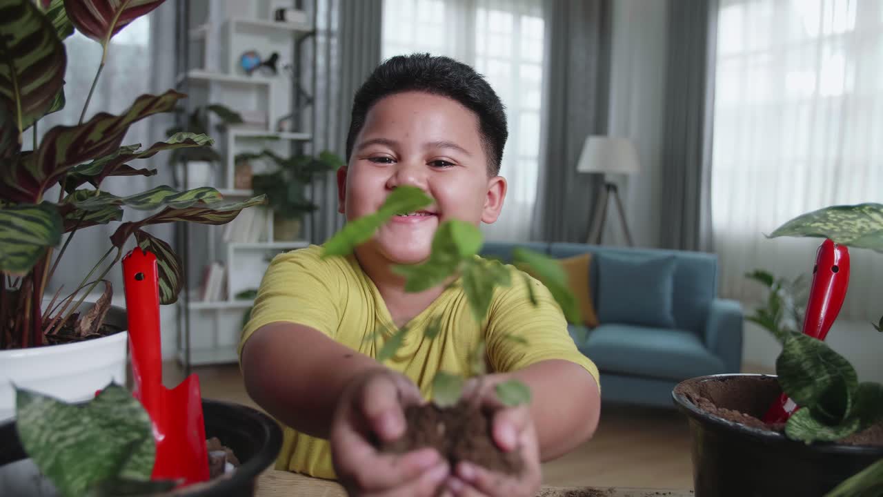 Asian Little Boy Holding Green Seedling On Soil At Home