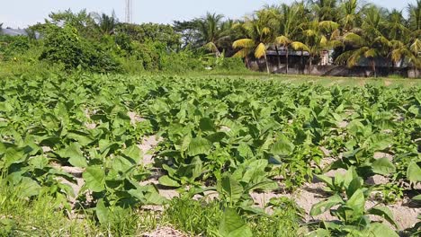 Panoramic-Shot-of-Green-Spinach-Agricultural-Field-Slow-Motion-under-Sunlight,-Bali-Indonesia-Southeast-Asia,-Leafy-Veggies