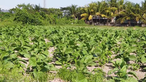 toma panorámica de espinacas verdes campo agrícola cámara lenta bajo la luz del sol, bali indonesia sudeste asiático, verduras de hojas