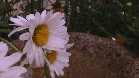 Rain-water-falls-on-white-daisy