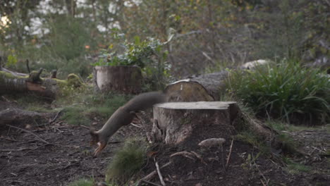 slowmotion shot of a squirrel running and exploring the chopped down trees