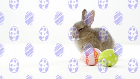 animación del patrón de huevo cayendo sobre el conejo