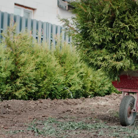 ein wagen mit setzlingen in der nähe eines zauns und einer hecke 1