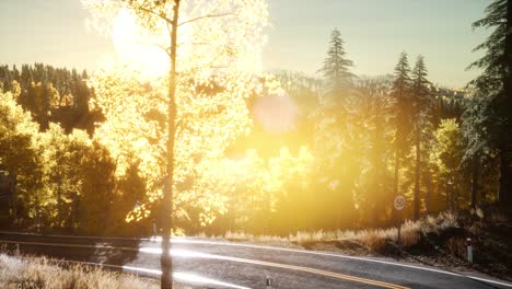 Wald-Unter-Sonnenaufgangssonnenstrahlen