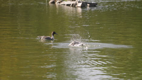 northern pintail ducks swimming on green lake while the other one flapping its wings splashing on water