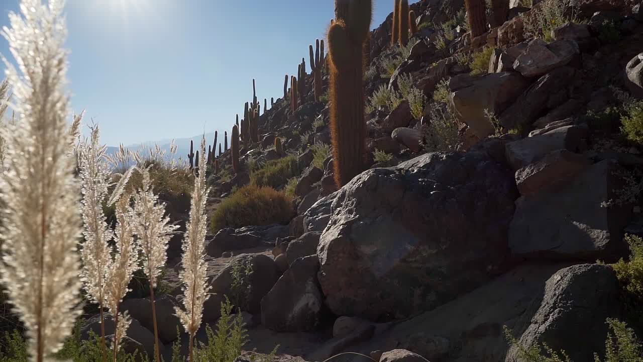famoso sendero de trekking del cañón de cactus cerca de san pedro de atacama en el desierto de atacama, norte de chile, sudamérica