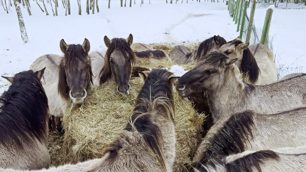 Cavalli si radunano intorno a una mangiatoia in un campo innevato durante l'inverno in una fattoria in una località rurale.