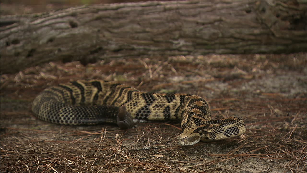 serpente a sonagli pronto a colpire