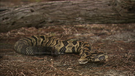 serpiente de cascabel lista para atacar