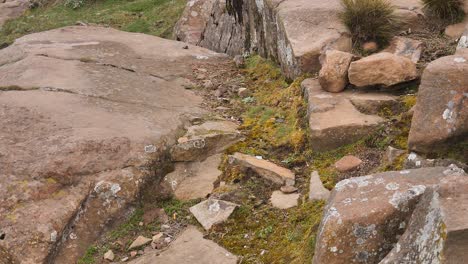 cute african ice rat carries soft padding for nest across rocky meadow