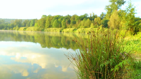 Blick-Auf-Schilf-Auf-Wasserhöhe-Im-See-Mit-Schärfentiefe-Des-Wassers,-Das-Bei-Sonnenaufgang-Im-Nebel-über-Der-Seeoberfläche-Hinter-Schilf-Liegt,-Nahaufnahme,-Aufgenommen-In-Hoher-Auflösung-4k-60fps