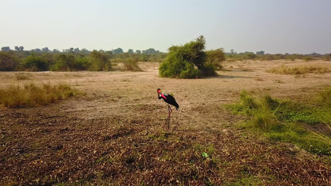 Drone push-in toward a Saddle-billed Stork (Ephippiorhynchus senegalensis) standing alone in a dry wetland area surrounded by sparse vegetation and bushland in Uganda during the dry season