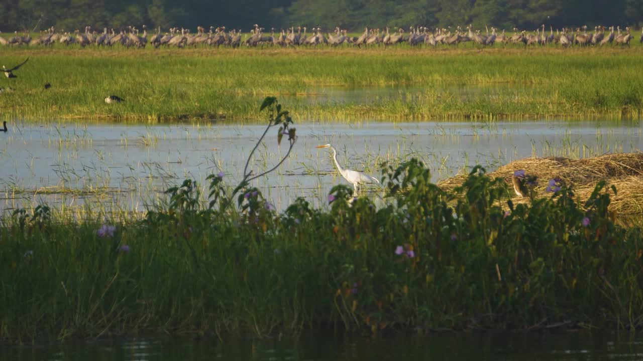 A Great Egret or white heron perching in wetlands of thold bird sanctuary of ahmedabad