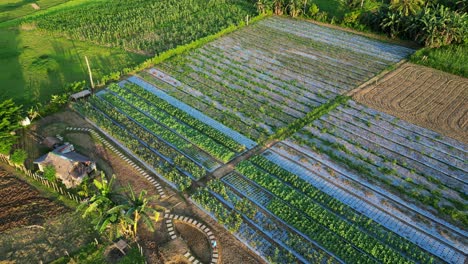 simple asian farm with many crops, cinematic aerial top down during sunrise