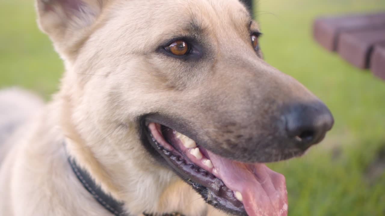 cerca de un perro respirando en el parque