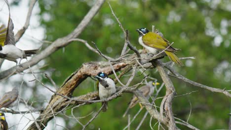 a group of blue-faced honeyeater birds in a dead tree branch slow motion