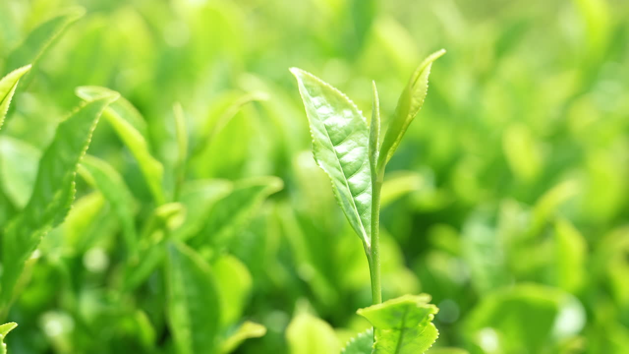 Closeup of green tea leaves glistening under soft natural light