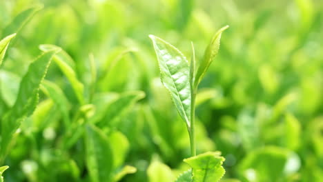 closeup of green tea leaves glistening under soft natural light