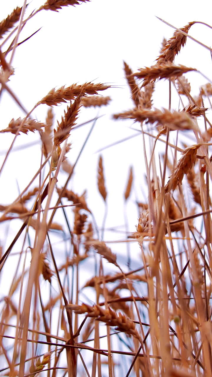 Wheat spikelets on clear sky backdrop. Ears of ripe wheat swaying by wind. Agricultural land with grain plants at harvesting season. Vertical video