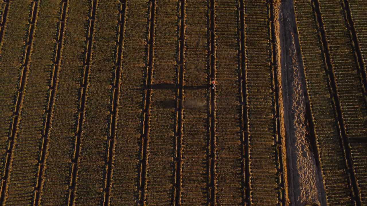 trabajador agrícola aplicando pesticidas en plantaciones