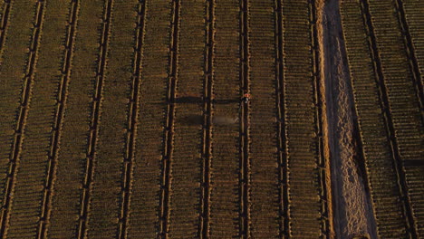 trabajador agrícola aplicando pesticidas en plantaciones