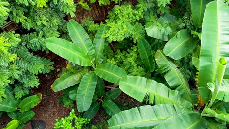 Aerial-birds-eye-scenic-view-of-tropical-green-trees-and-banana-plants-from-above-on-remote-Alor-Island-in-East-Nusa-Tenggara-of-Indonesia