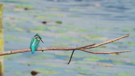 kingfisher perched on branch over idyllic pond in friesland netherlands, turns head to look behind it at water