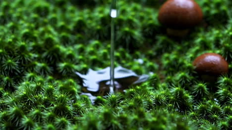 water droplets and ripples on green moss