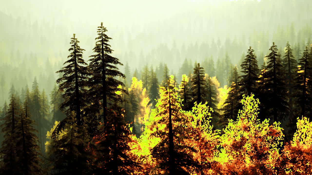 Vibrant autumn forest landscape with evergreen trees in soft light
