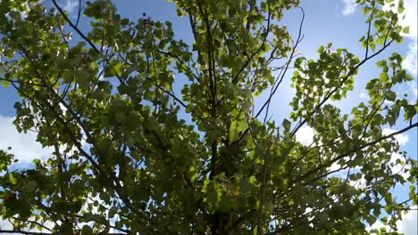 sunny day in a tree