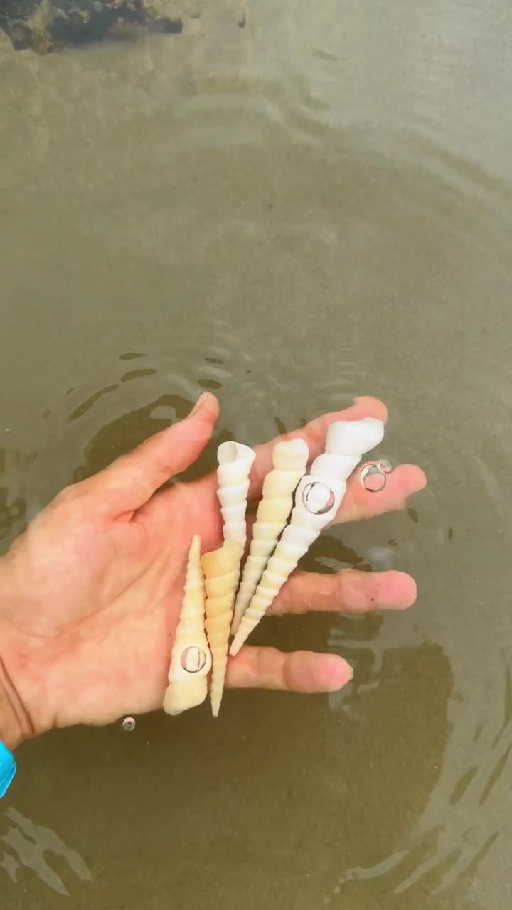 Hand holding white spiral sea shells in shallow ocean water. Close up view of a hand holding several white conical shells over clear water and sand in Costa Rica.