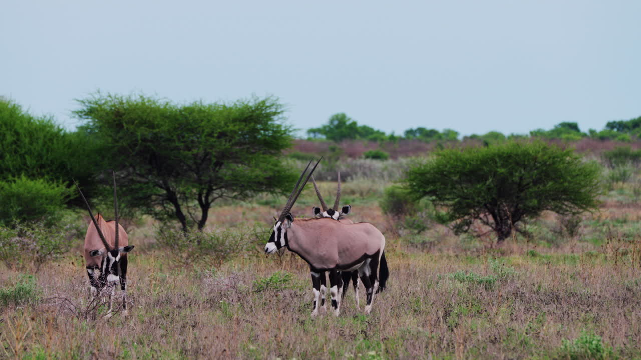 Three Gemsbock, Oryx Looking Straight At The Camera And Grazing In Central Kalahari, Botswana
